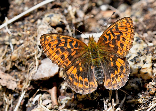 Thors Perlemorsommerfugl, Boloria thore ssp. thore (Hbner, 1806).  Val Di Fumo 1780 m., Trentino, Italien d. 5 juli 2019. Fotograf; John Vergo