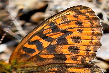 Thors Perlemorsommerfugl, Boloria thore ssp. thore (Hbner, 1806).  Val Di Fumo 1780 m., Trentino, Italien d. 5 juli 2019. Fotograf; John Vergo