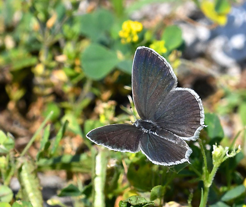 Sydlig Korthaleblfugl, Everes alcetas han og hun. Anfo 420m. Lago dIdro, Lombardiet, Italien d. 6 juli 2019. Fotograf; John Vergo