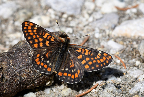 Mellempletvinge, Euphydryas intermedia. Val Di Fumo 1780 m., Trentino, Italien d. 5 juli 2019. Fotograf; John Vergo