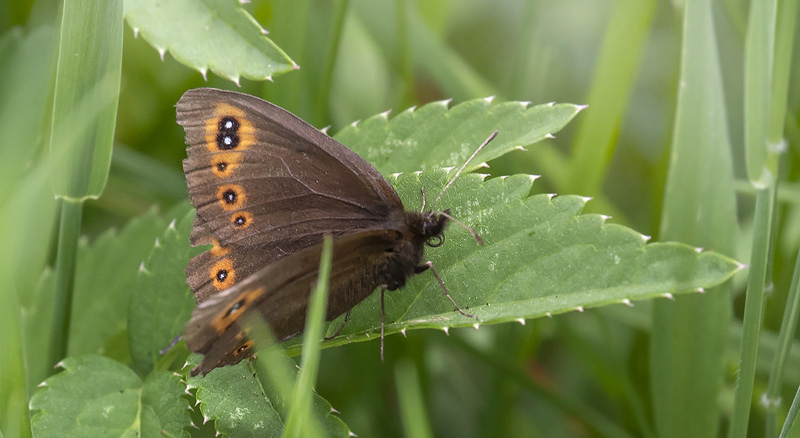 Brunkllet Skovbjergrandje, Erebia medusa. Punkt widokowy, Tatrabjergene, Polen d. 26 juni 2019. Fotograf; Knud Ellegaard