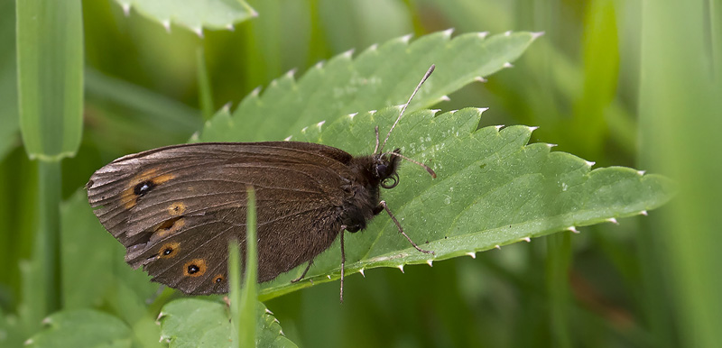 Brunkllet Skovbjergrandje, Erebia medusa. Punkt widokowy, Tatrabjergene, Polen d. 26 juni 2019. Fotograf; Knud Ellegaard