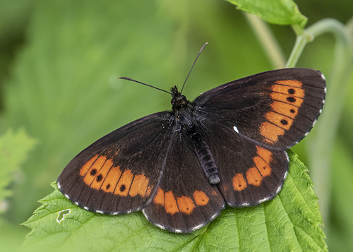 Lille Skovbjergrandje, Erebia euryale. Posrednia Koscieliska Brama, Tatrzanska / Tatrabjergene, Polen d. 27 juni 2019. Fotograf; Knud Ellegaard