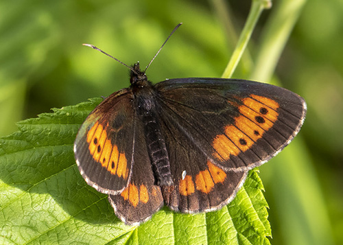 Lille Skovbjergrandje, Erebia euryale. Posrednia Koscieliska Brama, Tatrzanska / Tatrabjergene, Polen d. 27 juni 2019. Fotograf; Knud Ellegaard