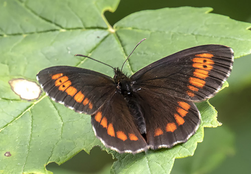 Lille Skovbjergrandje, Erebia euryale. Posrednia Koscieliska Brama, Tatrzanska / Tatrabjergene, Polen d. 27 juni 2019. Fotograf; Knud Ellegaard