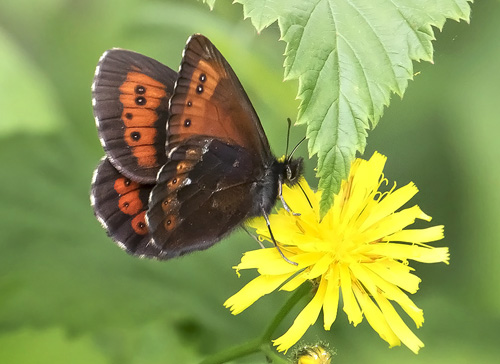 Lille Skovbjergrandje, Erebia euryale. Posrednia Koscieliska Brama, Tatrzanska / Tatrabjergene, Polen d. 27 juni 2019. Fotograf; Knud Ellegaard