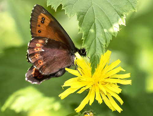 Lille Skovbjergrandje, Erebia euryale. Posrednia Koscieliska Brama, Tatrzanska / Tatrabjergene, Polen d. 27 juni 2019. Fotograf; Knud Ellegaard