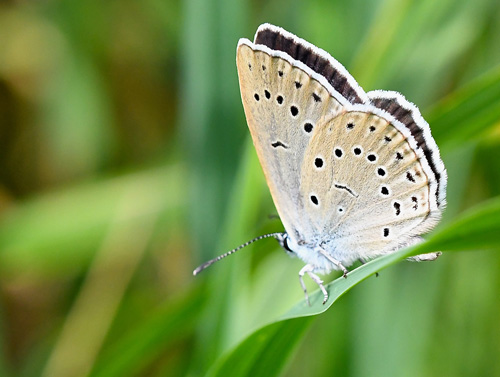 Kvsurtblfugl, Phengaris teleius hun. Unter-Abtsteinach 414m., sydlig Hessen, Tyskland d. 10 juli 2019. Fotograf; John Vergo