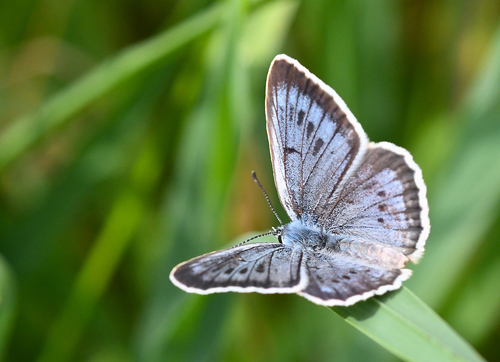 Kvsurtblfugl, Phengaris teleius hun. Unter-Abtsteinach 414m., sydlig Hessen, Tyskland d. 10 juli 2019. Fotograf; John Vergo