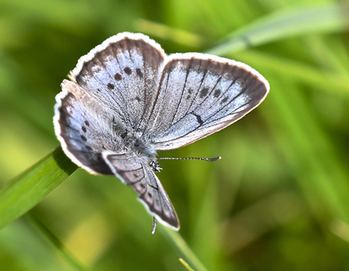 Kvsurtblfugl, Phengaris teleius hun. Unter-Abtsteinach 414m., sydlig Hessen, Tyskland d. 10 juli 2019. Fotograf; John Vergo