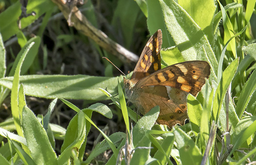 Kanarisk Skovrandøje, Pararge xiphioides . Puerto de la Cruz, Tenerife d. 21 november 2019. Fotograf; Knud Ellegaard
