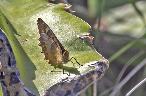 Kanarisk Skovrandøje, Pararge xiphioides . Puerto de la Cruz, Tenerife d. 21 november 2019. Fotograf; Knud Ellegaard