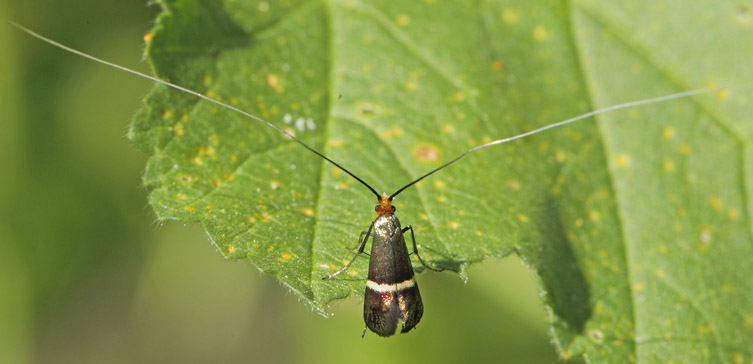 .Adela australis (Heydenrich, 1851). La Gaude, Alpes-Maritime. Frankrig d. 14 maj 2019. Fotograf; Lars Andersen