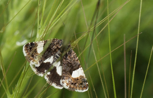 Snerleugle Tyta luctuosa (Denis & Schiffermller, 1775). Rserve Biologique de Fondurane, Var, Frankrig d. 19 maj 2019. Fotograf; Lars Andersen