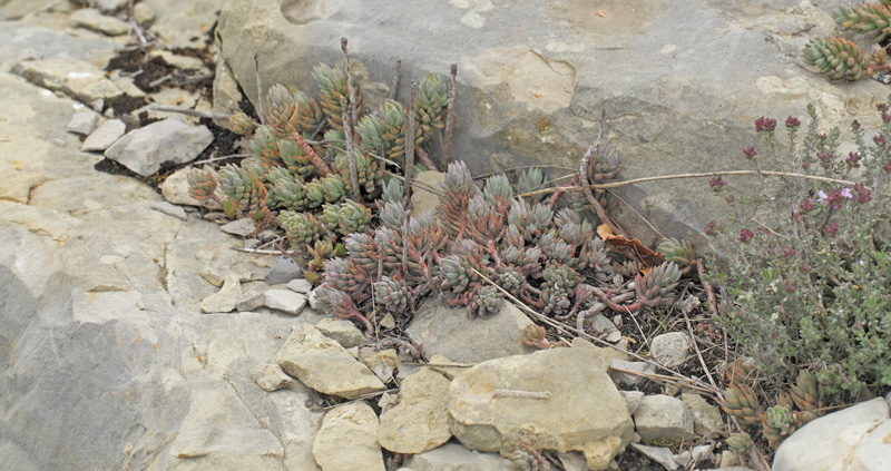 Tykbladet Stenurt, Sedum dasyphyllum. Col de Vence 785 m., Alpes-Maritimes, Frankrig d. 8 maj 2019. Fotograf; Lars Andersen