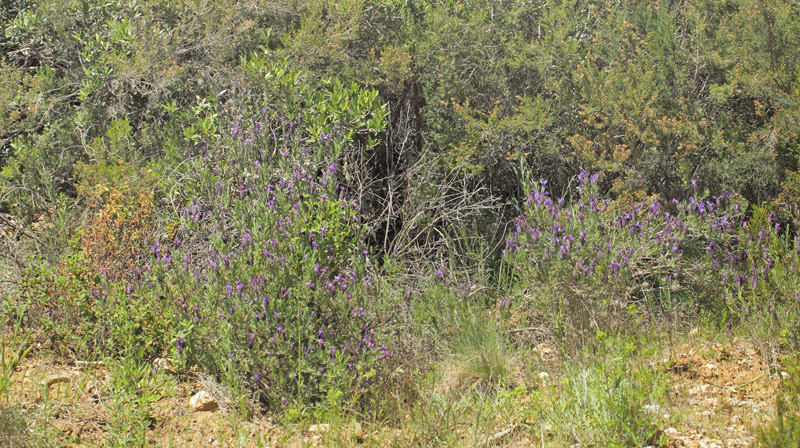 Tandet Lavendel, Lavandula dentata.  Saint-Cassien Des Bois, Var, Frankrigi d. 9 maj 2019. Fotograf: Lars Andersen