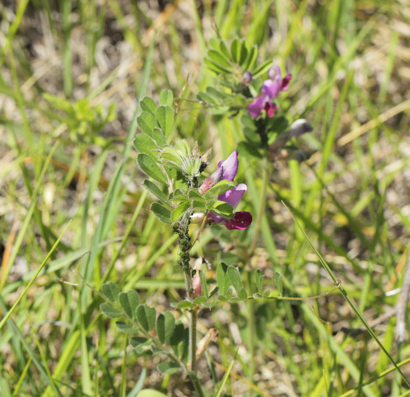 Slvbladet Espersette, Onobrychis argentea.   Col de Vence, Alps-Maritime, Frankrig d. 9 maj 2019. Fotograf; Lars Andersen