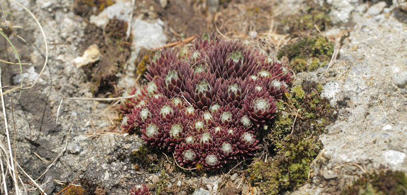 Spindelvvshuslg, Sempervivum arachnoideum. Gargaia 1650 m.h., Gordolasque, Alpes-Maritimes d. 21 maj 2019. Fotograf; Lars Andersen