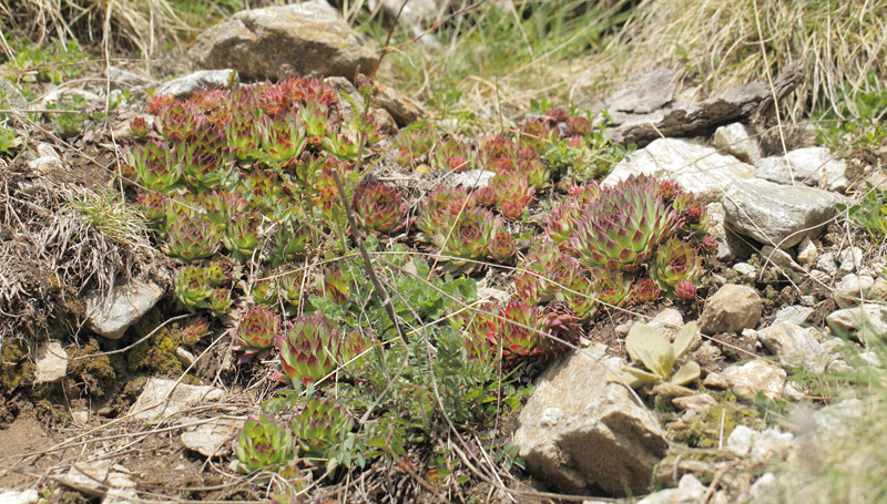 Huslg, Sempervivum calcareum. Gargaia 1650 m.h., Gordolasque, Alpes-Maritimes d. 21 maj 2019. Fotograf; Lars Andersen