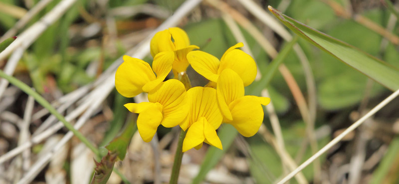 Alpe Kllingetand, Lotus corniculatus var alpina. Gordolasque 1650 m.h., Alpes-Maritimes d. 21 maj 2019. Fotograf; Lars Andersen