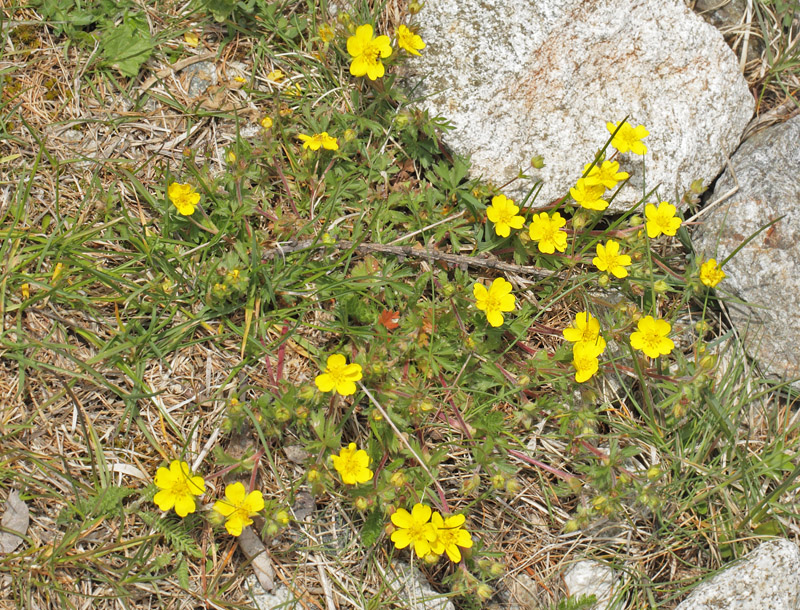 Alpepotentil, Potentilla crantzii. Gordolasque 1650 m.h., Alpes-Maritimes d. 21 maj 2019. Fotograf; Lars Andersen