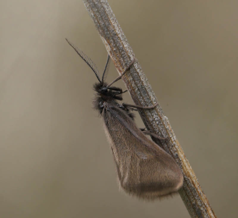 Sterrhopterix fusca (Haworth, 1809) han. Col de Vence, Alps-Maritime, Frankrig d. 18 maj 2019. Fotograf; Lars Andersen