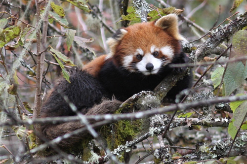 Rd Panda, Ailurus fulgens han. Sichuan, Kina d. 21 oktober 2018. Fotograf; Erling Krabbe