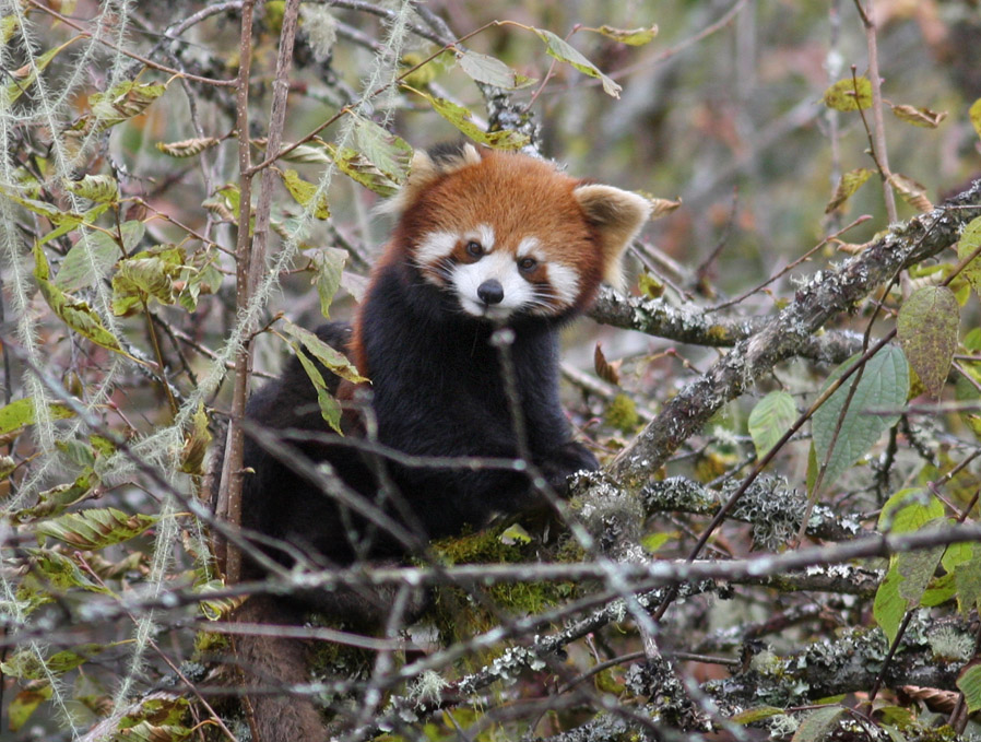 Rd Panda, Ailurus fulgens han. Sichuan, Kina d. 21 oktober 2018. Fotograf; Erling Krabbe