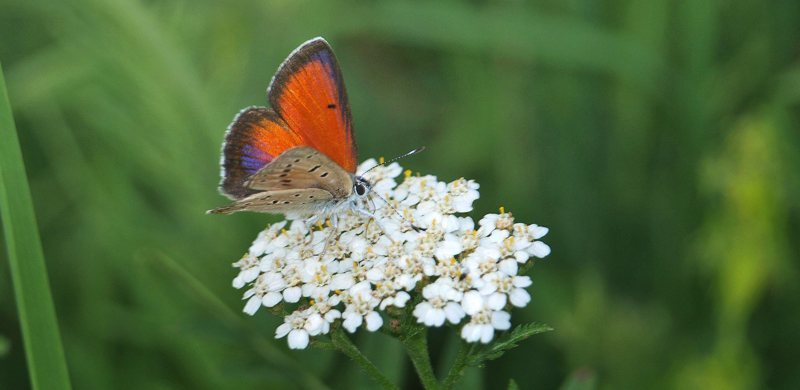 Balkan Ildfugl, Lycaena hippothoe candens han. erem, Valbone dalen, Albanien d. 8 juli 2019. Fotograf; Emil Bjerregrd