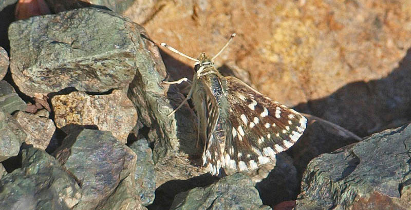 Pseudochazara amymone ved Kor i det sydstlige Albanien d. 11 juli - 2019. Fotograf; Emil Bjerregrd