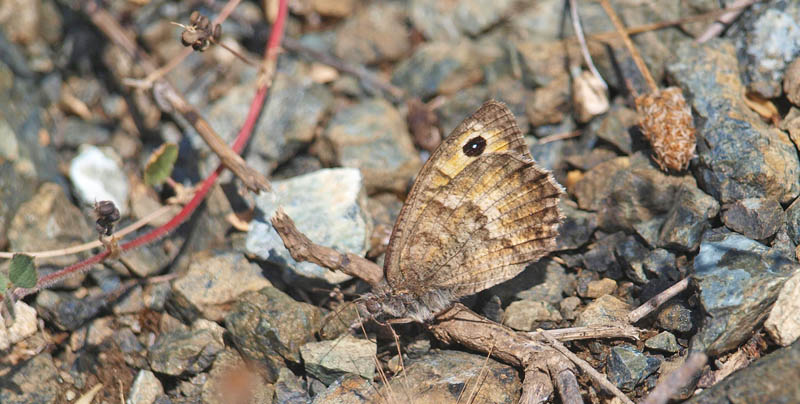 Pseudochazara amymone ved Kor i det sydstlige Albanien d. 11 juli - 2019. Fotograf; Emil Bjerregrd