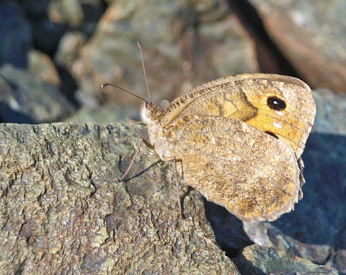  tisiphone. Qafa e Qarrit ved Pepellash, Kor, Albanien d. 11/7 - 2019. Fotograf; Emil Bjerregrd