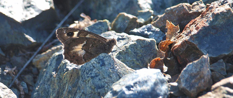 Stenrandje, Pseudochazara amalthea. Kor og Ersek, det sydstlige Albanien d. 11 juli - 2019. Fotograf; Emil Bjerregrd