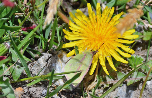 Dimera Sulphur, Colias dimera (E. Doubleday, 1847). Los Nevados National Park 3950 m., Colombia september 2019. Photographer; Hanne Christensen