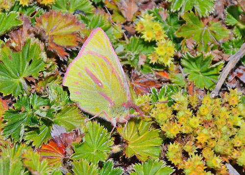 Dimera Sulphur, Colias dimera (E. Doubleday, 1847). Los Nevados National Park 3950 m., Colombia september 2019. Photographer; Hanne Christensen