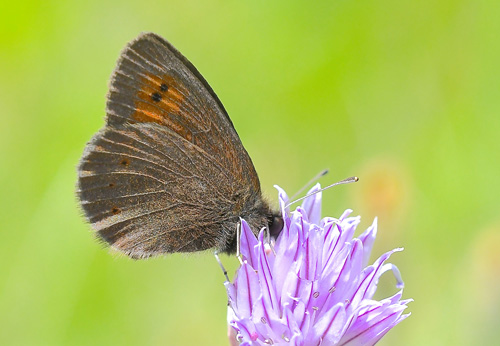 Lille Bjergrandøje, Erebia epiphron. Col de Bonnet 2100m, Parc de Mercantour Frankrig d. 7 juli 2017. Fotograf; John Vergo