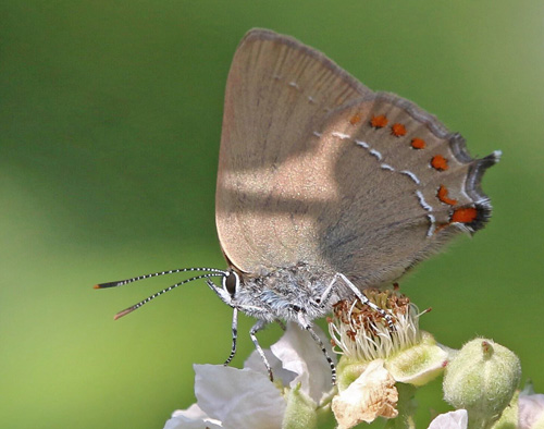 Spansk Egesommerfugl, Satyrium esculi. Aups, Var, Frankrig d. 28 juni 2018. Fotograf; Yvonne Nielsen