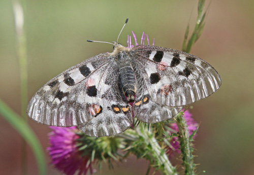 Apollo, Parnassius apollo ssp.: provincialis (Kheil, 1906) female. Gorges du Cians, Alps Maritime, Frankrig d. 27  juni 2018. Fotograf; Yvonne Nielsen