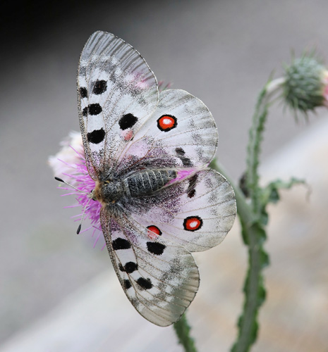 Apollo, Parnassius apollo ssp.: provincialis (Kheil, 1906) female. Gorges du Cians, Alps Maritime, Frankrig d. 25  juni 2018. Fotograf; Yvonne Nielsen