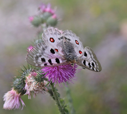 Apollo, Parnassius apollo ssp.: provincialis (Kheil, 1906) female. Gorges du Cians, Alps Maritime, Frankrig d. 25  juni 2018. Fotograf; Yvonne Nielsen