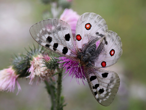 Apollo, Parnassius apollo ssp.: provincialis (Kheil, 1906) female. Gorges du Cians, Alps Maritime, Frankrig d. 25  juni 2018. Fotograf; Yvonne Nielsen