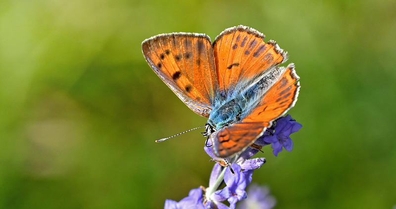 Violet Ildfugl, Lycaena alciphron f. gordius han. Rimplas Parc de Mercantour, Frankrig 4 juli 2018. Fotograf; John Vergo