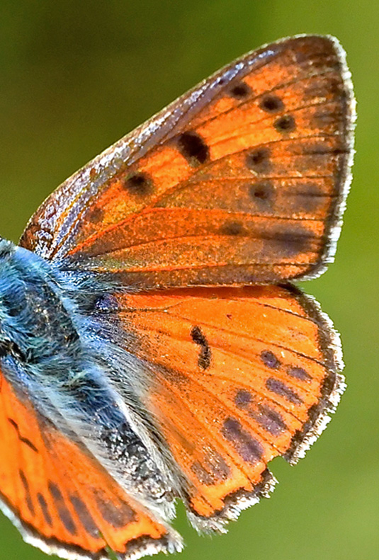 Violet Ildfugl, Lycaena alciphron f. gordius han. Rimplas Parc de Mercantour, Frankrig 4 juli 2018. Fotograf; John Vergo