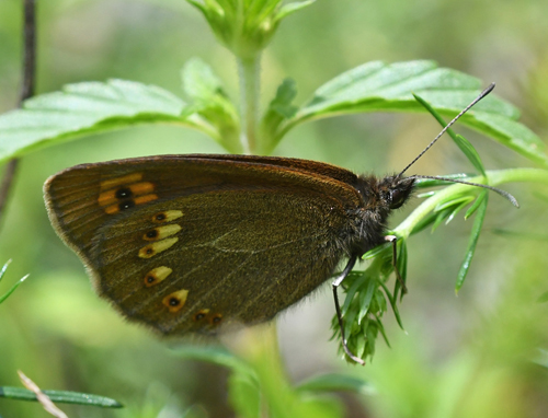 Mandel-Bjergrandøje, Erebia alberganus. Isola 2000, 1910 m. Parc de Mercantour, Alpes-Maritimes, Frankrig d. 5 juli 2018. Fotograf; John Vergo