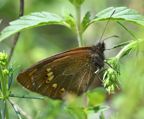 Mandel-Bjergrandøje, Erebia alberganus. Isola 2000, 1910 m. Parc de Mercantour, Alpes-Maritimes, Frankrig d. 5 juli 2018. Fotograf; John Vergo
