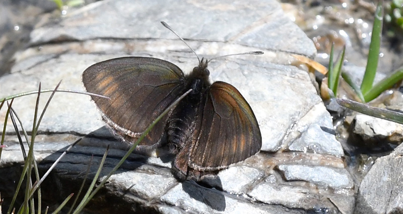 Højalpin Klippebjergrandøje, Erebia pluto hun. Col de la Bonnet 2800m. Parc de Mercantour, France d. 6 juli 2018. Fotograf; John Vergo