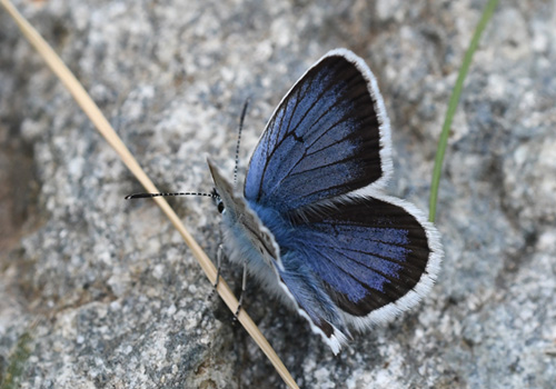 Argusblfugl, Plebejus argus han, bredrandet bjergform.  Saint Etienne, Parc de Mercantour, Frankrig d. 6 juli 2018. Fotograf; John Vergo 