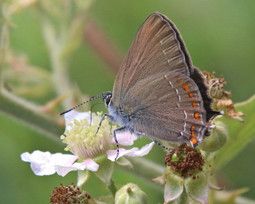 Spansk Egesommerfugl, Satyrium esculi. Aups, Var, Frankrig d. 28 juni 2018. Fotograf; Yvonne Nielsen