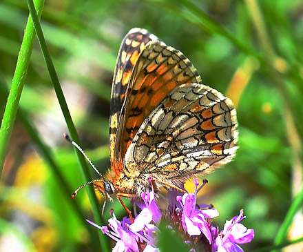 Brun Pletvinge, Melitaea athalia hun. Les Launes 1550m. Parc de Mercantour, Frankrig d. 7 juli 2018. Fotograf; John Vergo 