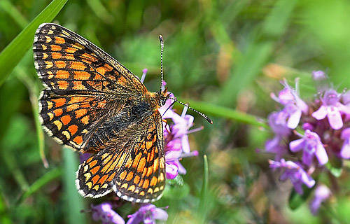 Brun Pletvinge, Melitaea athalia hun. Les Launes 1550m. Parc de Mercantour, Frankrig d. 7 juli 2018. Fotograf; John Vergo 